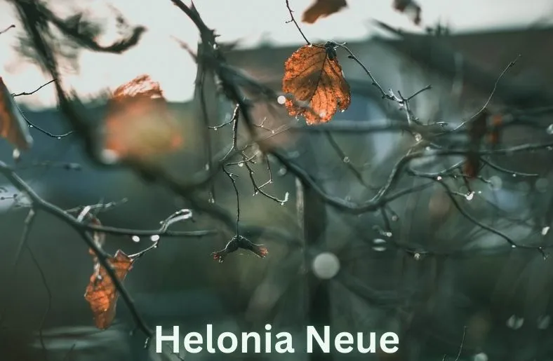 Helonia Neue: Bridging Design and Function with Style